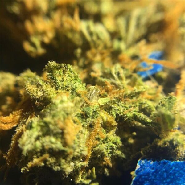 Jack herer, buy Jack herer online, Jack herer weed strain