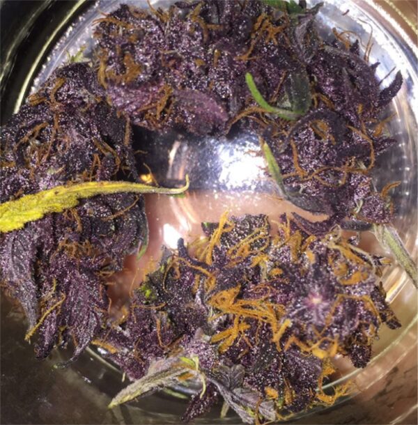 Purple Kush strain , Buy Purple Kush strain, Order Purple Kush strain