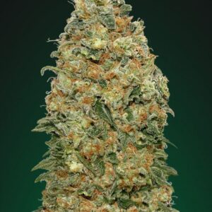 White Widow, Buy White Wido, Buy White Widow weed strain